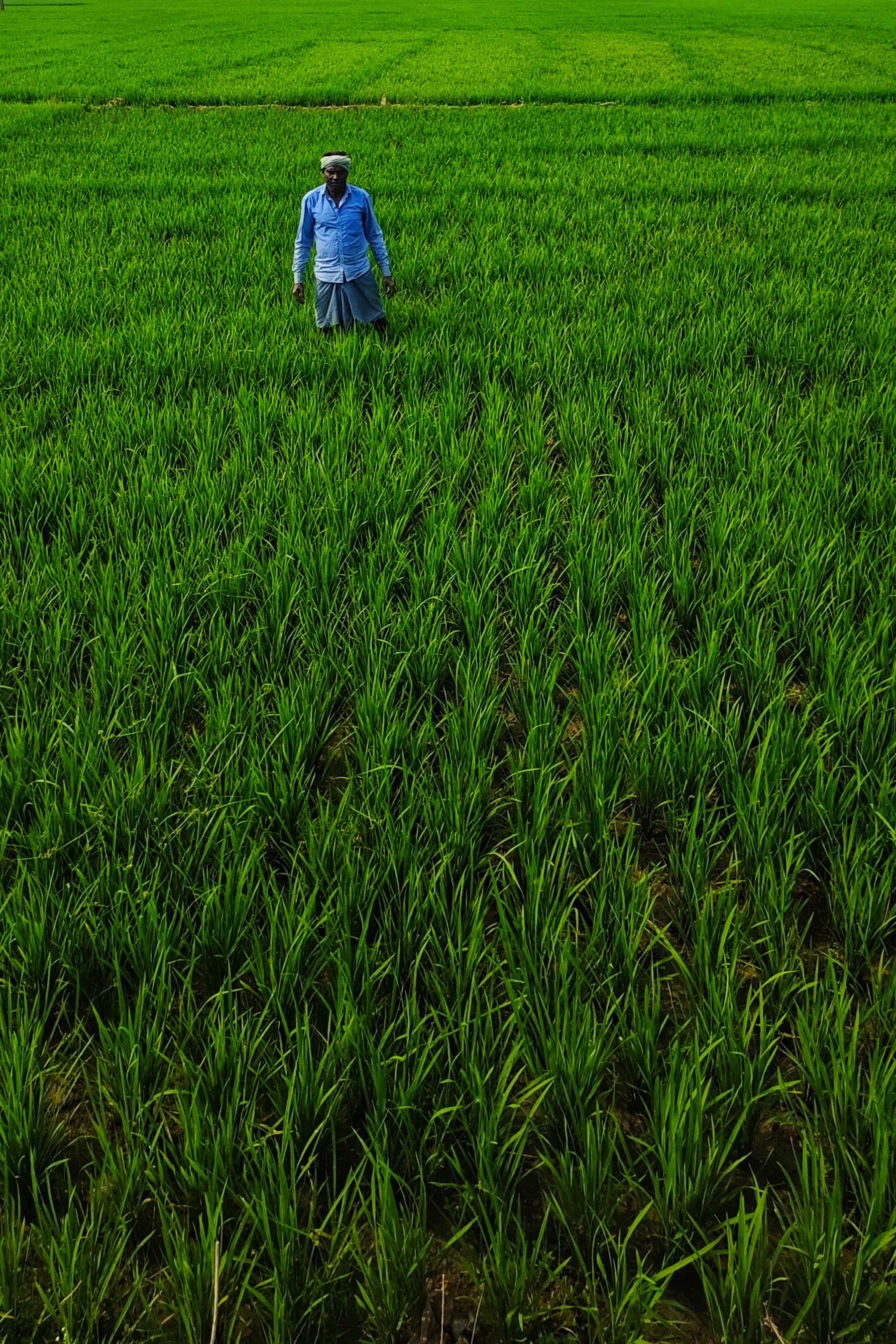 A person standing in a field of green paddy